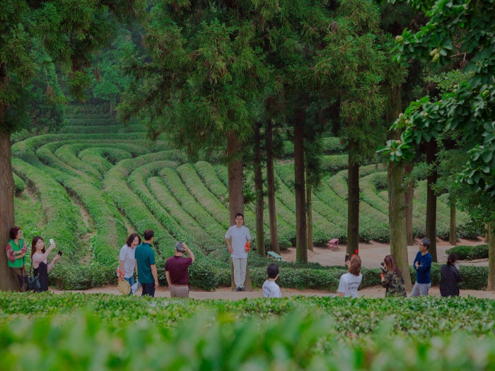 2017. 6. 24. (토) ~ 26. (월) < 2017학년도 현장 교육 : 보성녹차밭 >